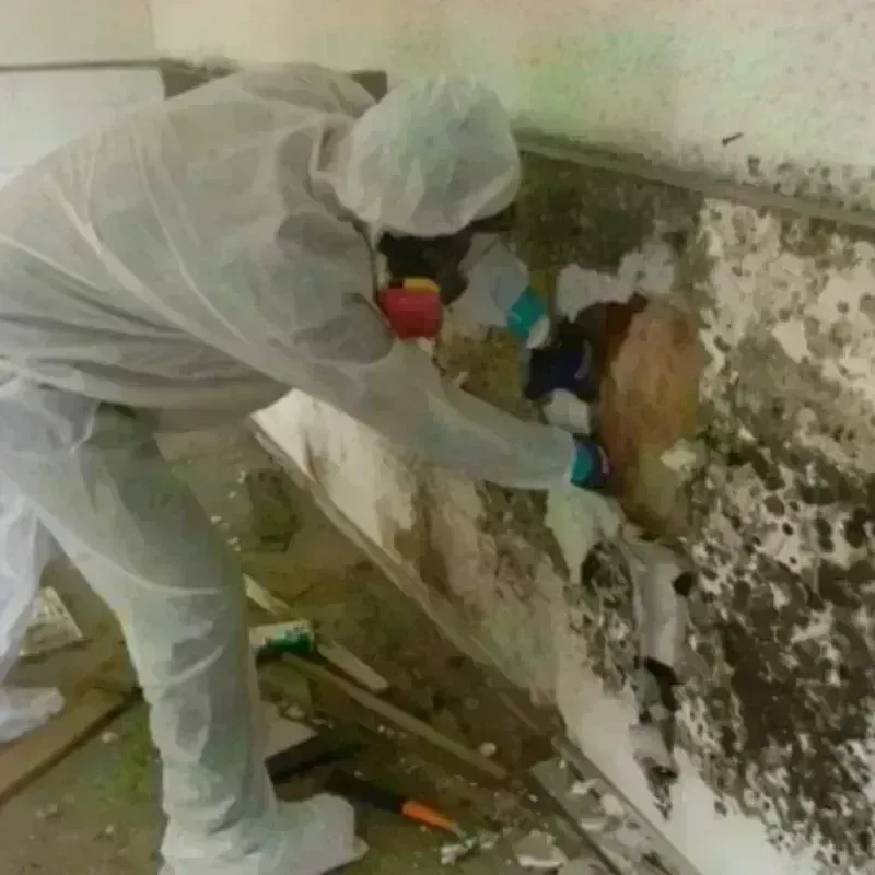 Mold Remediation and Removal in Port Neches, TX